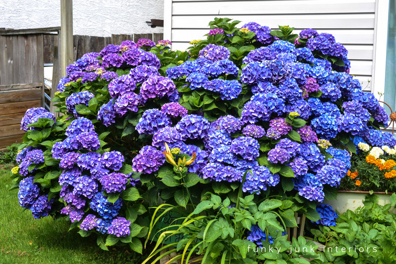 how to harvest and dry multicoloured hydrangeasFunky Junk Interiors