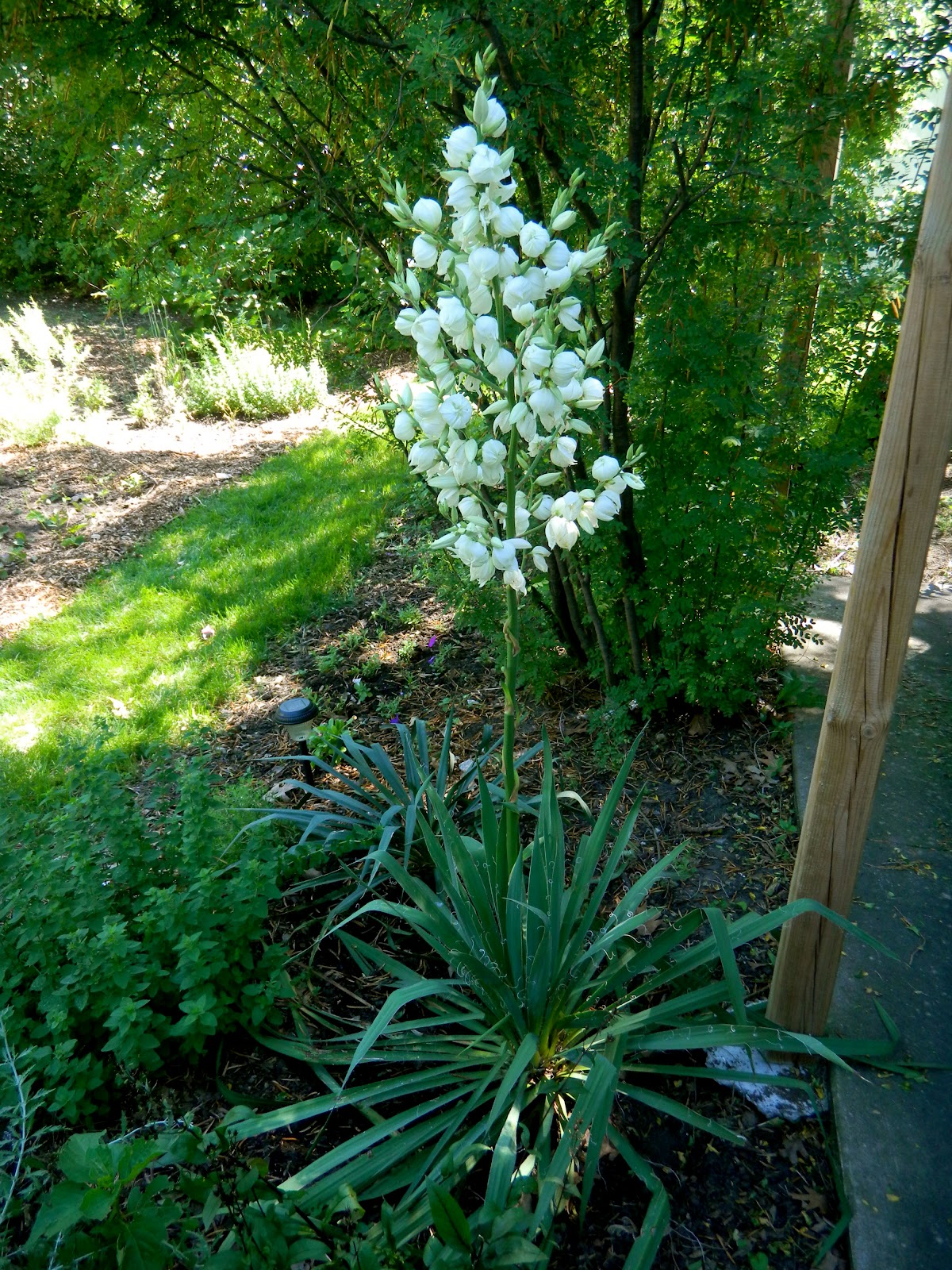 How Often Do Yucca Plants Bloom For example, adam's needle yucca blooms from june into july