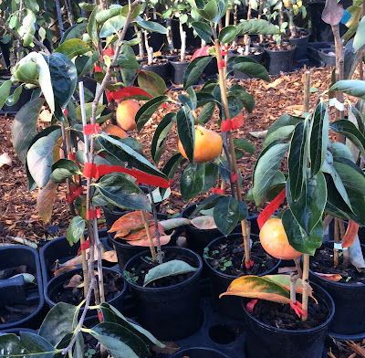 Persimmon