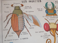 Ancienne carte affiche scolaire les insectes les invertbres escargot  arraigné