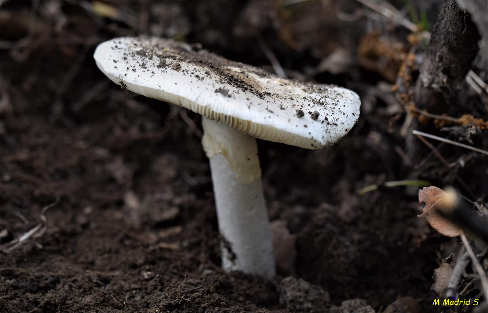 SETAS DEL VALLE DE LOS PEDROCHES AMANITA VERNA. ORONJA BLANCA MORTAL
