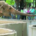 L'histoire émouvante de Flavia, l'éléphant le plus triste du monde
