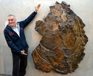 Salah satu fosil tridacna