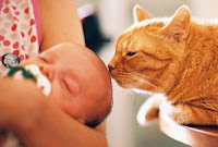 A cat sniffing a baby's head  | Exclusively Cats Veterinary Hospital, Waterford, MI