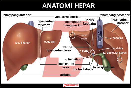 NADIA CREATING ) Anatomi Fisiologi Hati dan Kandung Empedu