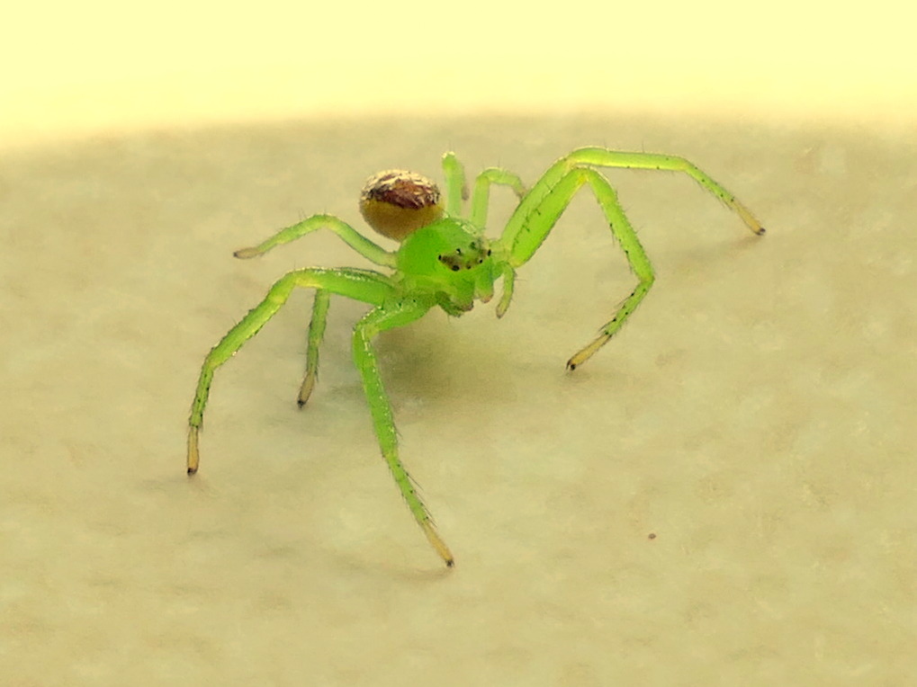Peter Lovett's ramblings : Colourful green and brown crab spider in a