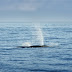 Studio sui cetacei dalle navi Tirrenia, fatti 46 avvistamenti 
