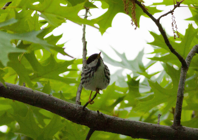 Blackpoll Warbler - Central Park, New York