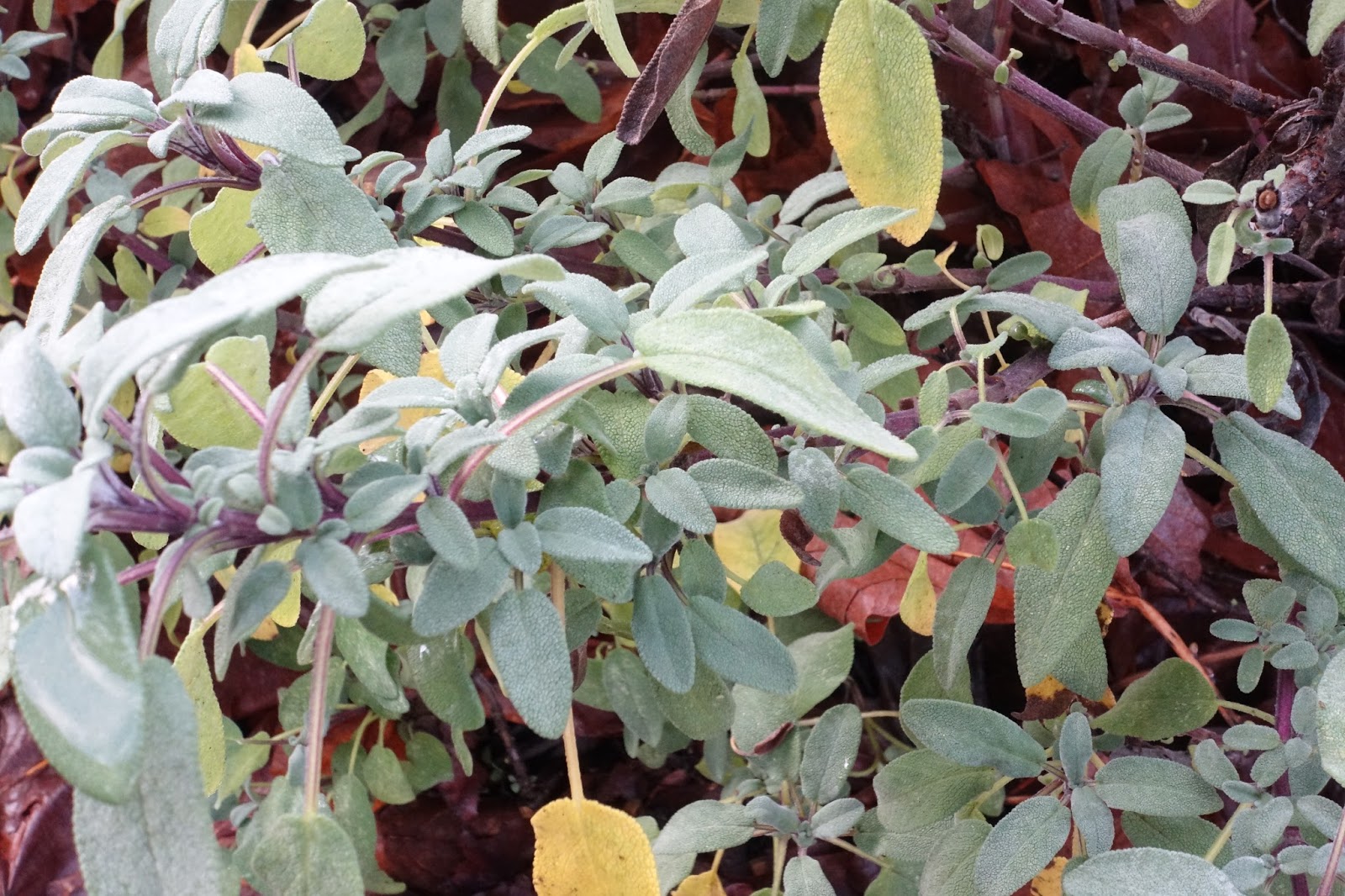 Mennonite Girls Can Cook A Few Tips on Herbs