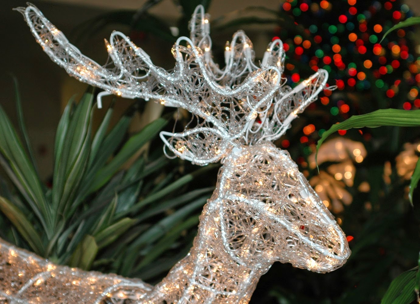 reindeer reno