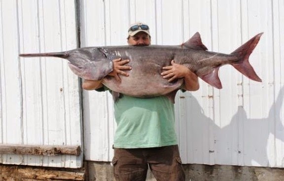 Big Fishes of the World: PADDLEFISH AMERICAN (Polyodon spathula)
