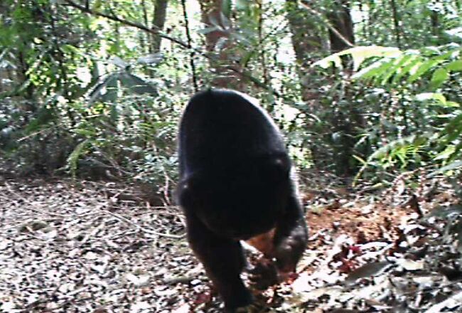 Beruang yang terekam di hutan Labura. Beruang yang terekam di hutan Labura.