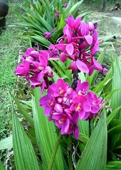 Orquídea-Violeta (Spathoglottis plicata) - Busca Plantas