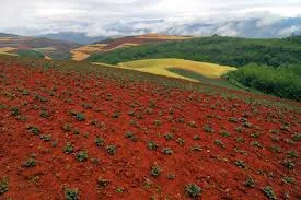 Red Soil