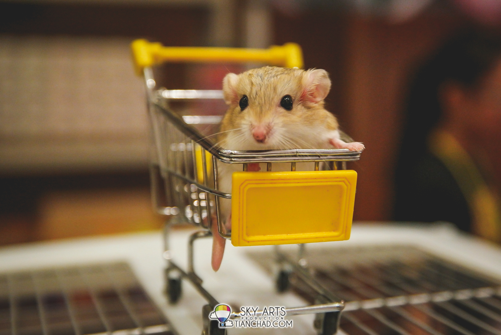 Cute mouse with long tail in a trolly