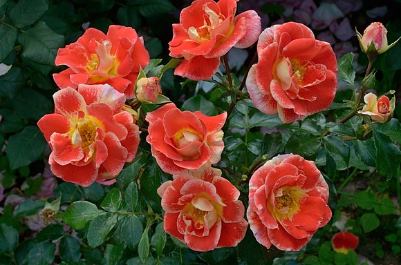 Airbrush сорт розы фото купить саженцы Минск питомник