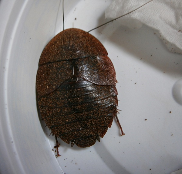 Invertebrate Dude Horseshoe crab roach adult!
