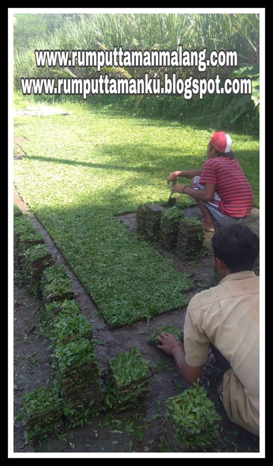 Alamat Penjual Rumput Gajah Mini Di Malang Rumput Taman Malang