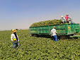 Picking up melons and water melons