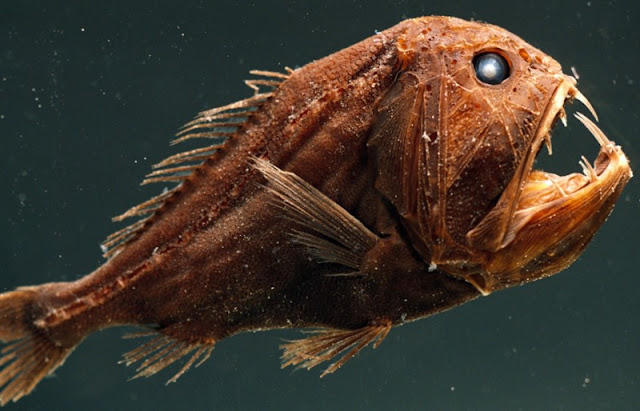 ikan fangtooth hewan teraneh di dunia
