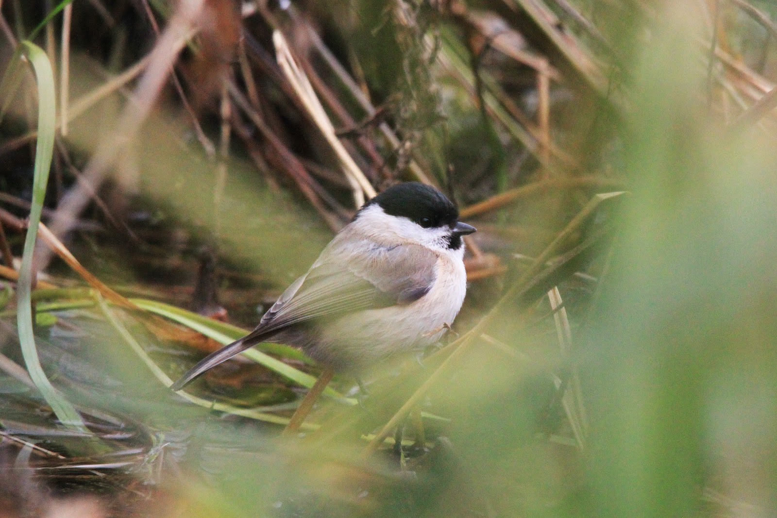 The Ginger Naturalist Toad Patrol