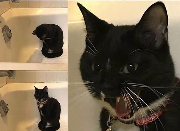 Странная кошка орет на воду, капающую из крана Странная кошка орет на воду, капающую из крана