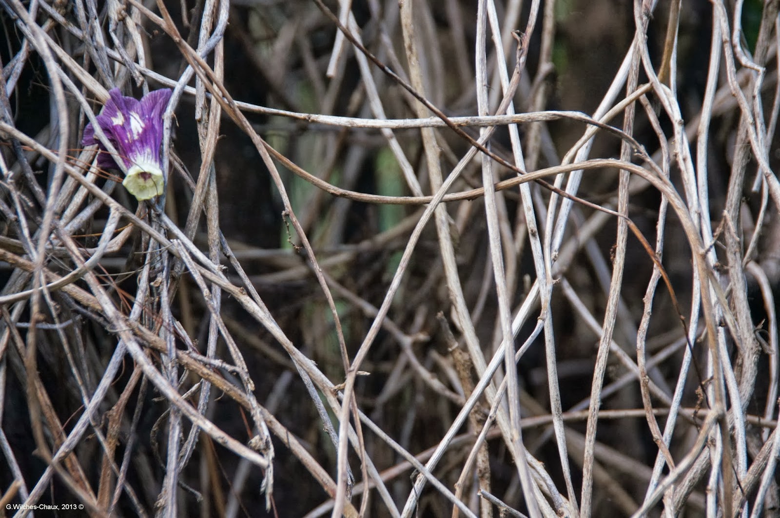 LA ESPECIE URBANA OTRO BOSQUE ENCANTADO EN BOGOTÁ