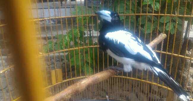 Cara Merawat Burung Jagal Papua Secara Tepat Hobby Kece