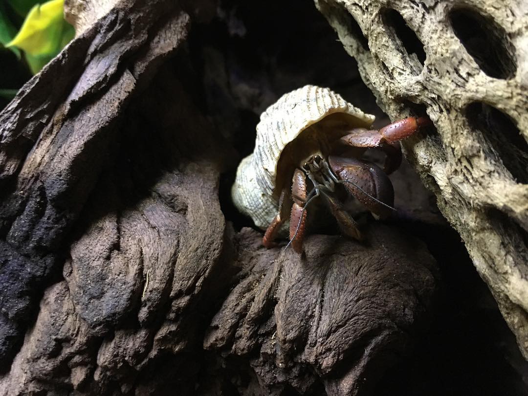 flukers-hermit-crab-hideaway flukers-hermit-crab-hideaway