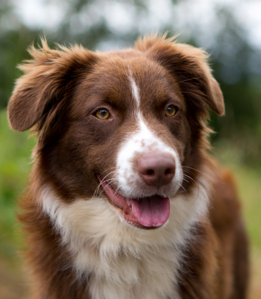 border collie brittany mix border collie brittany mix