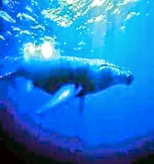 foto ikan paus terbesar di dunia