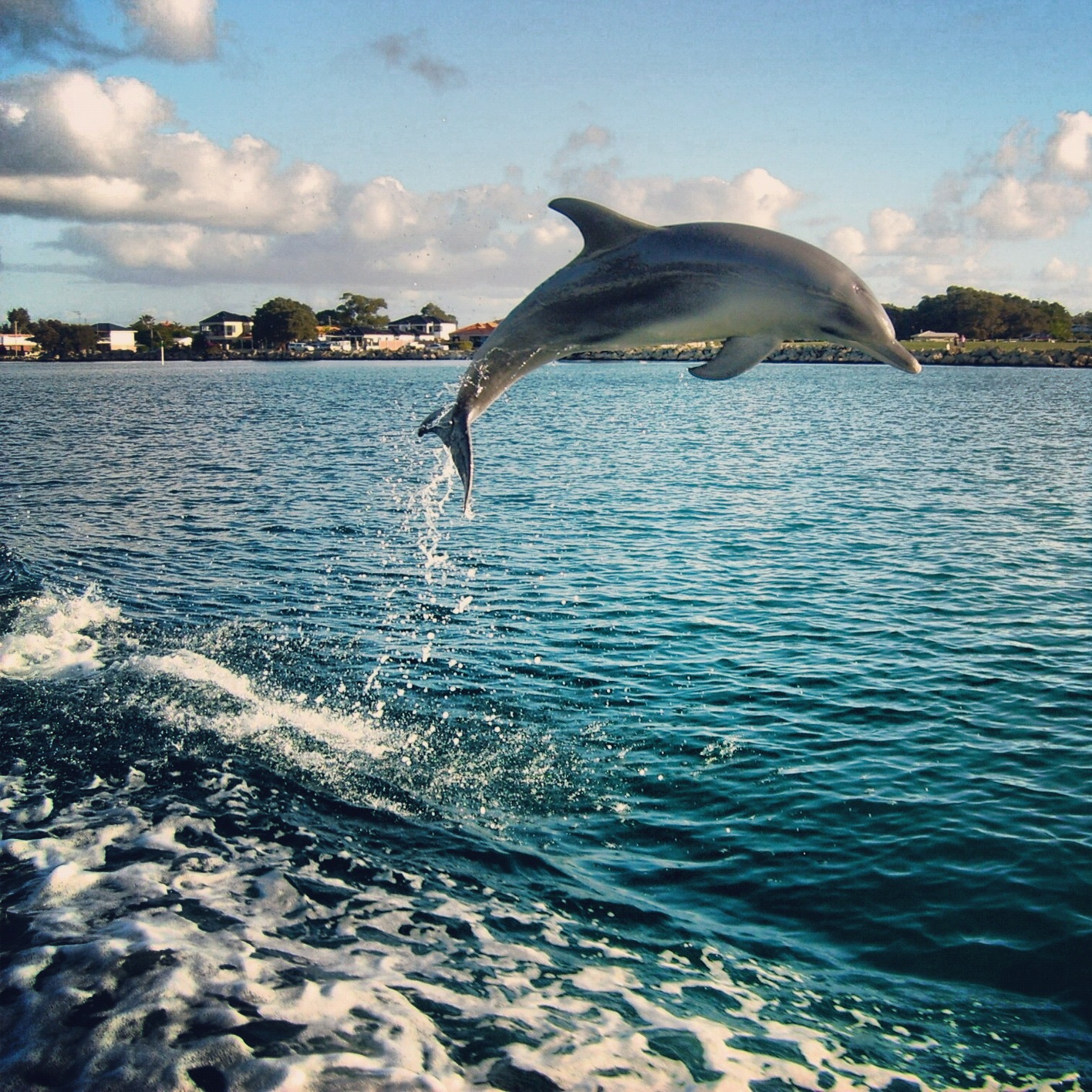 Meeting Bottlenose Dolphins In Mandurah iPhoneography Oz Australia