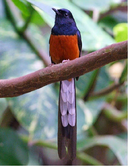  ini merupakan burung yang bagus untuk petarung dalam jenis burung pengicau Jenis-jenis Burung Murai Batu Indonesia