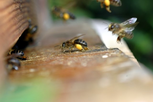 Maltese Nature: Honey Bees