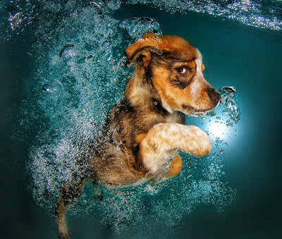 Fotografía de cachorro bajo el agua