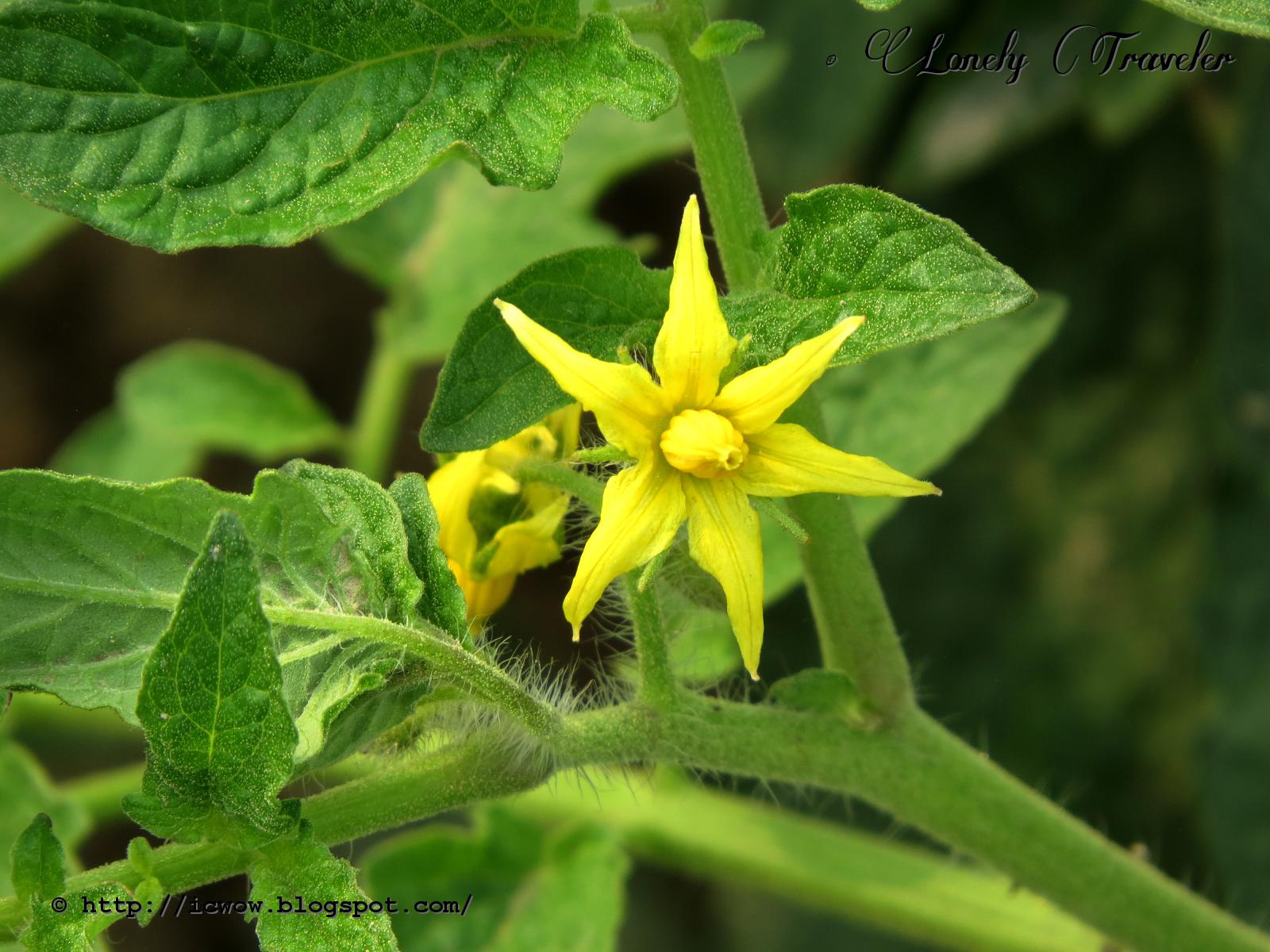 Tomato flower Solanum lycopersicum
