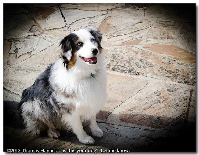 Blue Eyed Sheep Dog