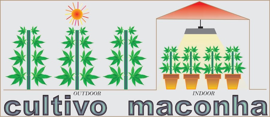 cultivo maconha - plantar maconha