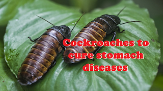  cockroaches to cure stomach diseases