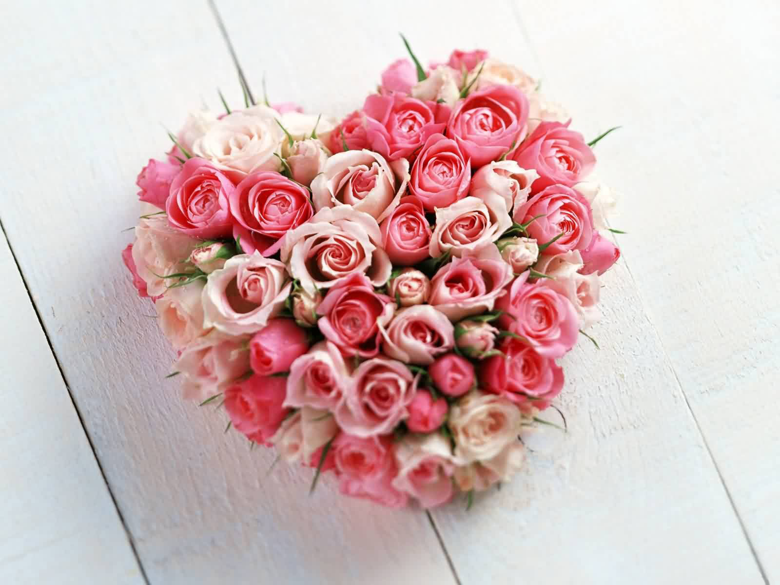 Flower Photos: Sweet-heart Roses