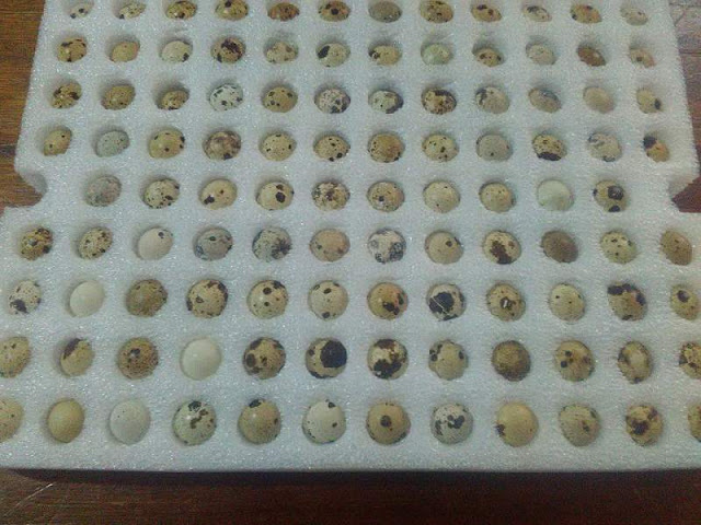 Vassoio in poliuretano espanso per la spedizione di uova di quaglia