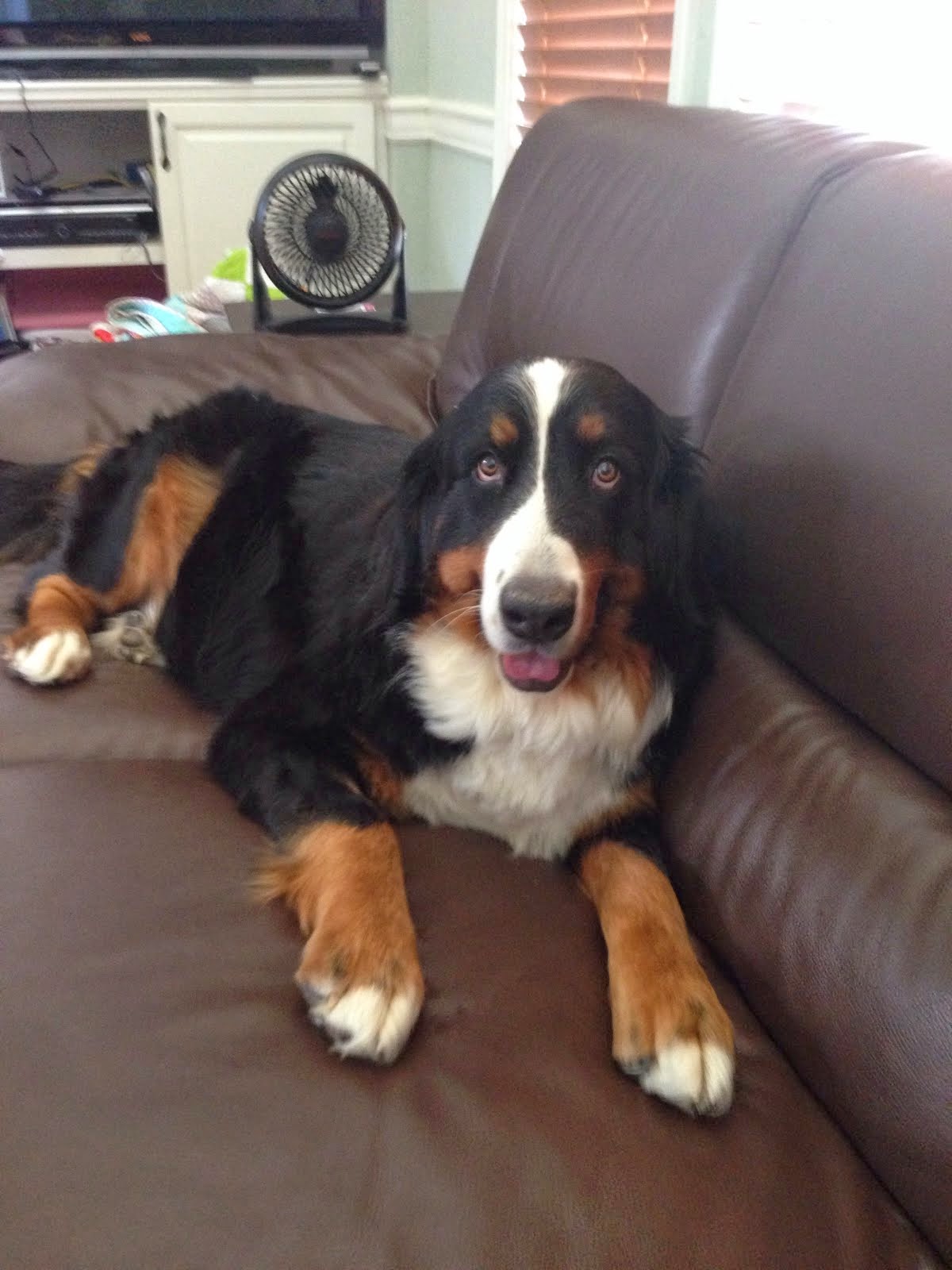 Bernese Mountain Dog Puppies For Sale: Five Weeks Old!