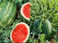 Cara Mengatasi Hama Pada Tanaman Semangka