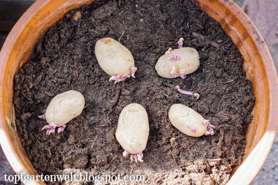 Kartoffeln im Topf anpflanzen Anleitung für Balkon, Terrasse und