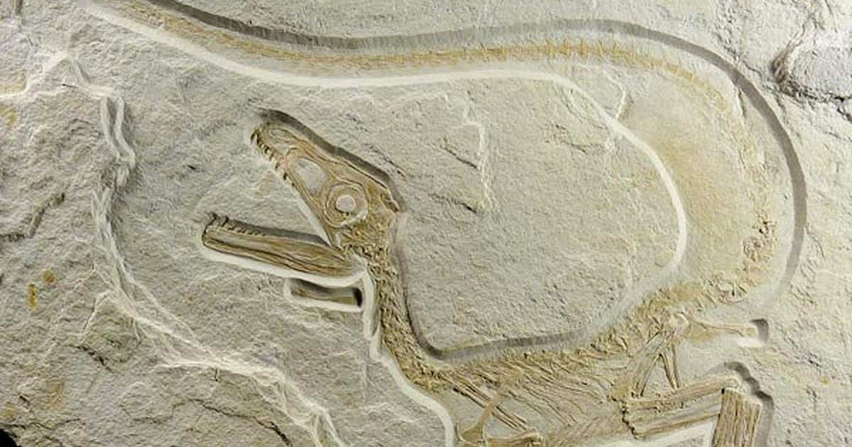 most well preserved fossils