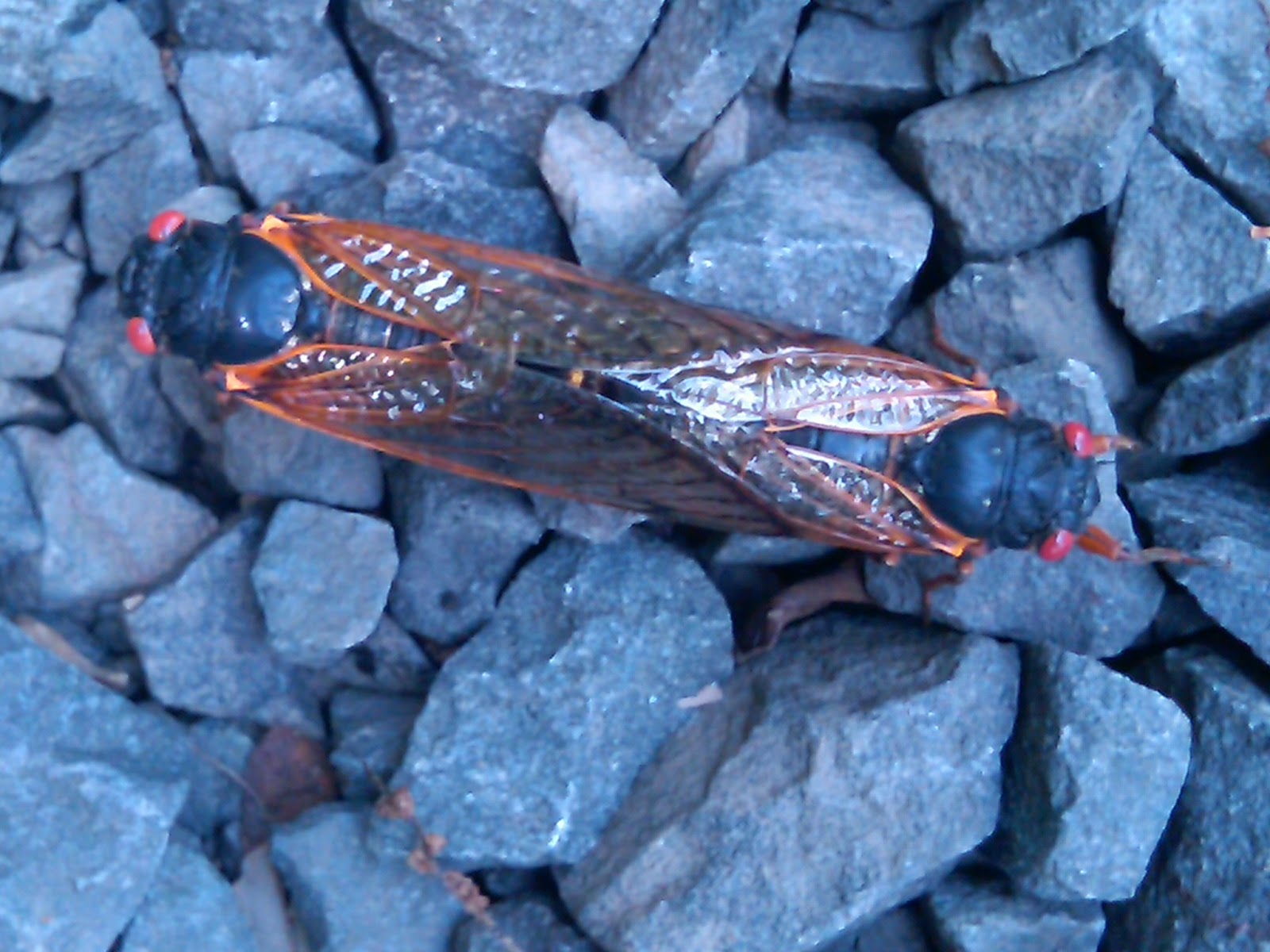 Backyard Birding&hellip;And Beyond Birds, Bees and Cicadas