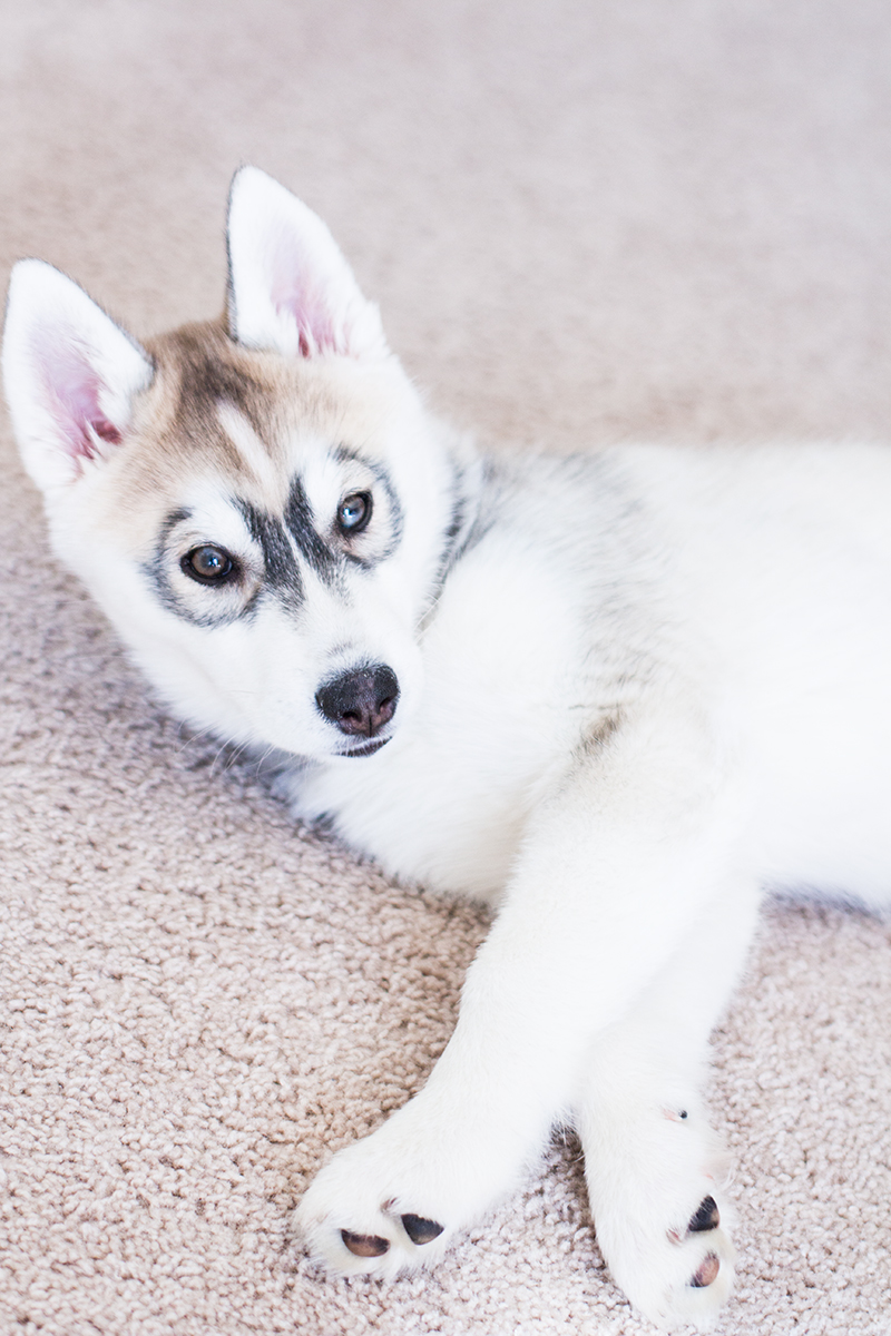 Are Huskies Difficult To Potty Train