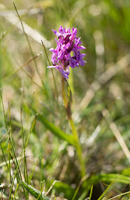 Pugsley's Marsh Orchid - Anglesey