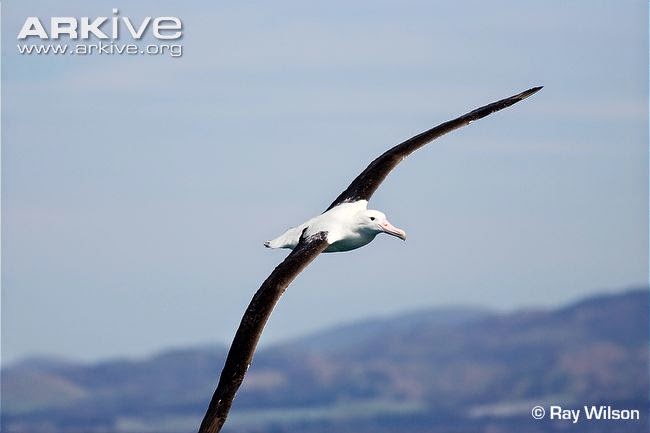 albatros real del norte Diomedea sanfordi