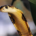 Chinese Astrology Predictions for 2013 (Year of the Water Snake)